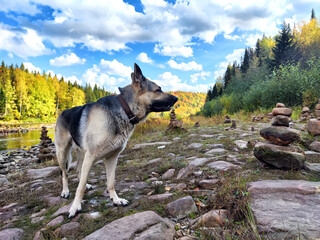 Dog German Shepherd near water of lake, river in mountain with stones and forest on background. Russian eastern European dog veo