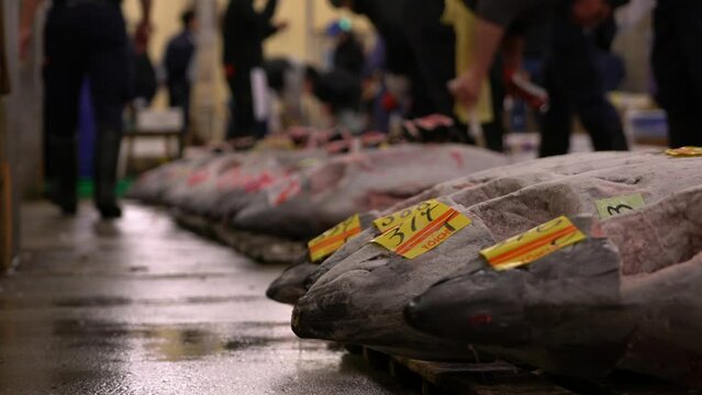 Tuna auction at Tsukiji Fish market in Tokyo Japan