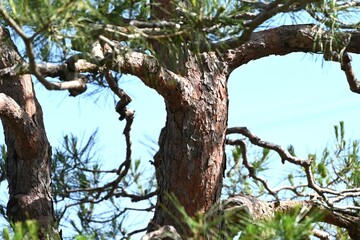 Fototapeta premium Japanese red pine (Pinus densiflora). It is characterized by its red bark and thin leaves, and Matsutake mushruum, a luxury food ingredient in Japan, grows in forests of this tree. 