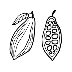 Cacao whole fruit and a half. Black vector line hand drawn illustration isolated on white background.