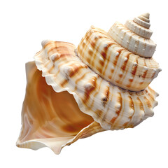 seashell isolated on transparent background generative ai