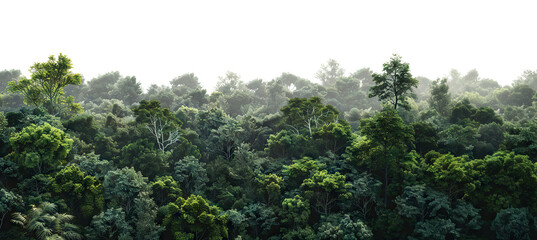 Obraz premium Lush green forest cut out