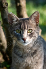 portrait of a gray cat