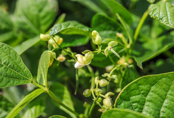 Flowers of french beans in bloom. It is  also known by a variety of names, string beans, flageolet beans and garden beans are all commonly used synonyms.