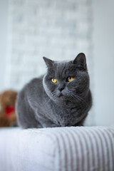 Close up vertical photo of cute confident shorthair British cat sitting and resting on the couch at...