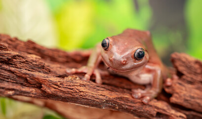 An Australian tree frog sits on the bark of a tree. The frog turns around and looks at the camera.