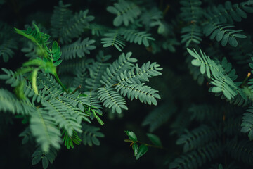 Green leaves in nature in summer,leaf background