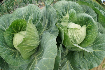 春キャベツ