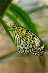 Papillon butinant des fleurs.