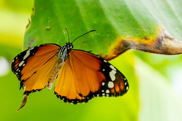 Papillon butinant des fleurs.