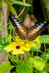 Papillon butinant des fleurs.