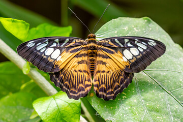 Papillon butinant des fleurs.