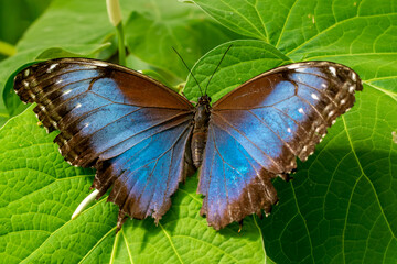 Papillon butinant des fleurs.