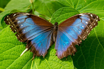 Papillon butinant des fleurs.