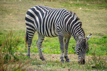 Naklejka premium A graceful Zebra Enjoying a Serene Grazing Moment