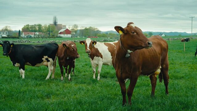 Slow motion shot of a group of cows standing with cowbells on their necks