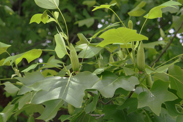Obraz premium ユリノキ（ Liriodendron tulipifera）の果実をクローズアップ／埼玉県・5月
