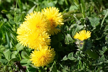 Several bright yellow dandelions on the lawn, close-up.                          