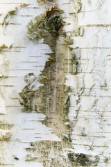 An interesting fragment of birch bark with a natural pattern.                               