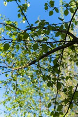 Leaves and branches of a young tree against the background of the spring sky.                               