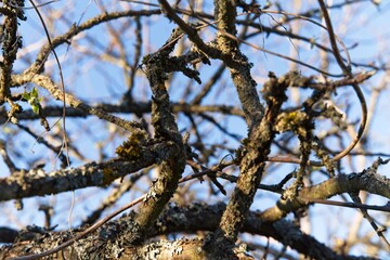 An intricate interweaving of dry branches of an old apple tree against the sky.                               