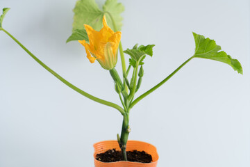 ズッキーニの苗