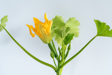 ズッキーニの苗