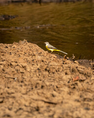 western yellow wagtail or Motacilla flava bird near water body during safari at panna national park forest tiger reserve madhya pradesh india asia