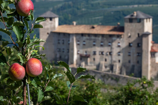 Apple Orchards at the Castello di Cles in Italy at the Lago di Santa Giustina in Trento Province