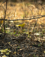 savanna nightjar or Franklins nightjar or Caprimulgus affinis well camouflaged nightbird roosting on roadsides natural green background at panna national park forest tiger reserve madhya pradesh india