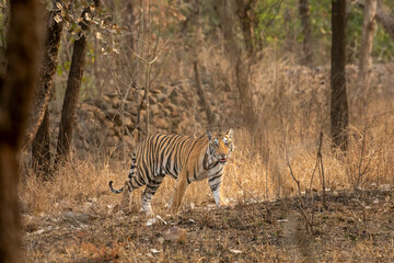 wild sub adult male bengal tiger panthera tigris walking head on territory stroll in summer season morning safari tour in dry forest or jungle at panna national park tiger reserve madhya pradesh india