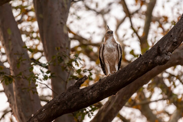 changeable or crested hawk eagle or nisaetus cirrhatus closeup front profile feather details perched on tree in natural green background at panna national park forest tiger reserve uttarakhand india