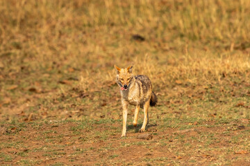 golden jackal or Canis aureus in action running head on in grassland in evening summer season safari at panna national park forest tiger reserve madhya pradesh india asia