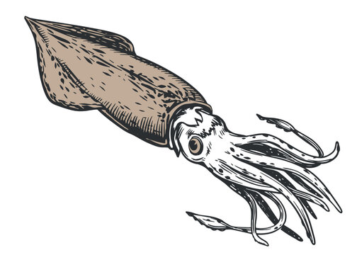 recommend clip art: Sketch of squid. Hand-drawn calamari. Restaurant design. Vector illustration on white background with fresh organic seafood.