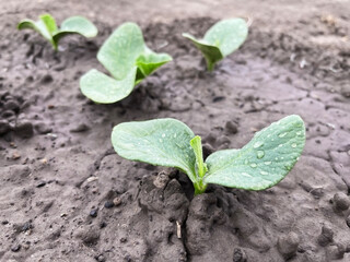 small green pumpkin sprouts growing on a bed in a vegetable garden