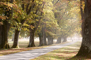 Allee im Park mit alten Eichen in einer herbstlich-sonnigen Nebelstimmung