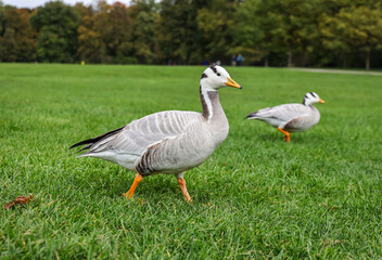 The bar-headed goose (Anser indicus) is pale grey and is easily distinguished from any of the other grey geese of the genus Anser by the black bars on its head.