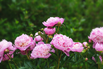 Peony Sorbet in garden on sunny day. lat. Paeonia Lactiflora Hybriden Sorbet. Big blooming pink peony flowers in spring. Happy Mothers, Earth Day