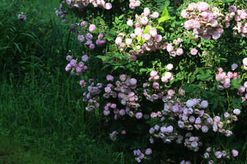 Beautiful bush with pink small roses in the garden ona sunny day