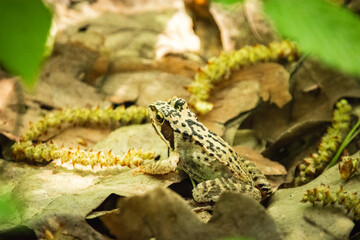 Common frog sitting in the leaves