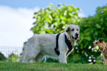 Side view of a standing golden retriever dog looking at a tennis ball inside the mouth of a small dog with in the background trees and the sky at spring .