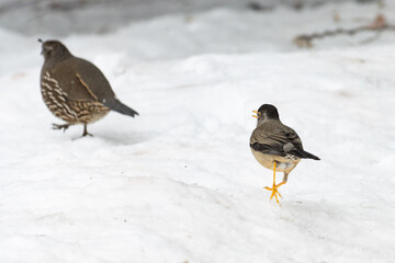 Codorniz californiana (Callipepla californica) y Zorzal patagónico (Turdus falcklandii magellanicus)
