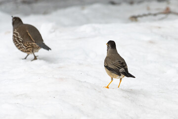 Codorniz californiana (Callipepla californica) y Zorzal patagónico (Turdus falcklandii magellanicus)