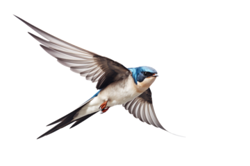 a bird flying in the sky