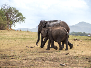 Elephants in the Mineriya National Park in Sri - Lanka