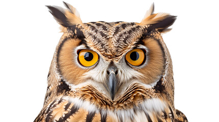 Fototapeta premium a close up of an owl