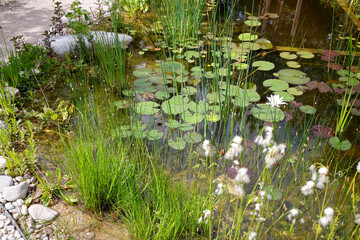Gartenteich mit vielen Wasserpflanzen