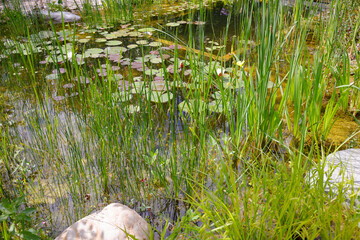Gartenteich mit vielen Wasserpflanzen