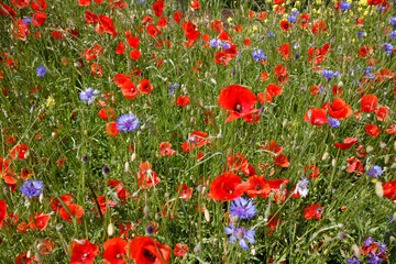Klatschmohn (Papaver rhoeas) Mohn-Blumenfeld mit vielen roten Blüten 
