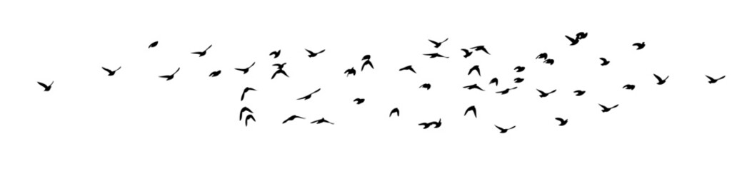 Flying birds silhouette flock. Not AI, Free birds abstraction . Horizontal background. Vector illustration
